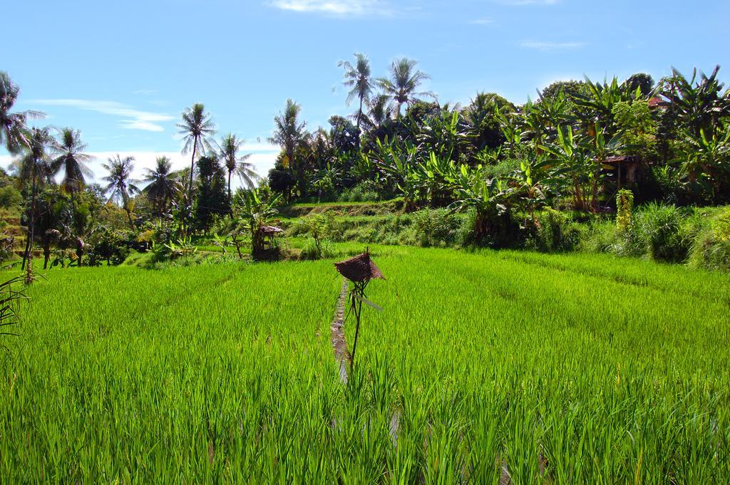 Indo Rumah Zengarden Pabean Buleleng Exterior foto